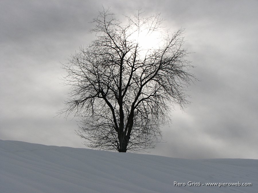 38 Albero controluce.jpg